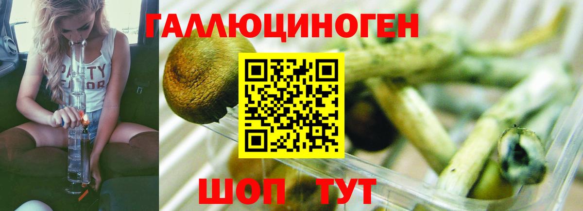 Галлюциногенные грибы Psilocybe Благовещенск